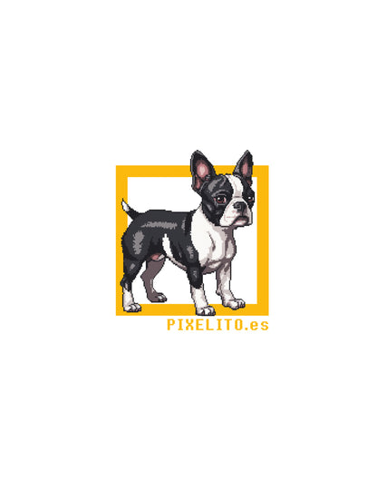 Boston Terrier - 024PX