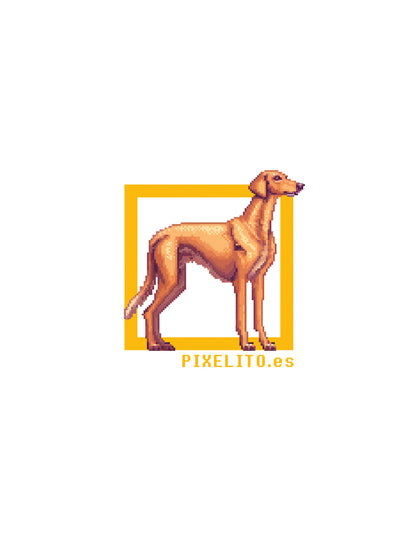 Spanish greyhound - 034px